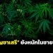 “ปมกัญชาเสรี”-ยังหนักในจังหวัดชายแดนภาคใต้