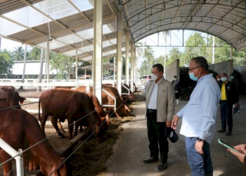 รัฐบาลเดินหน้าโครงการ-“โคบาลจังหวัดชายแดนใต้”หนุนผลิตเนื้อวัวเกรดดี-|-เดลินิวส์